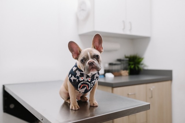 Veterinarias
